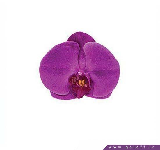 خرید آنلاین گل ارکیده فالانوپسیس داکار - Phalaenopsis Orchid | گل آف